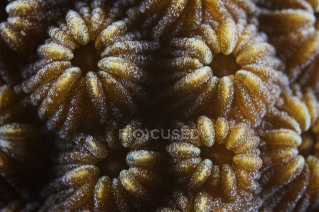 Жёсткие коралловые полипы — стоковое фото