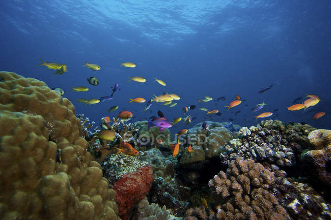 Orange Basslets swimming over reef — Stock Photo