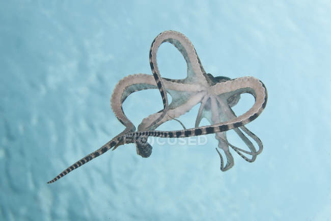 Mimic octopus parachuting down — Stock Photo