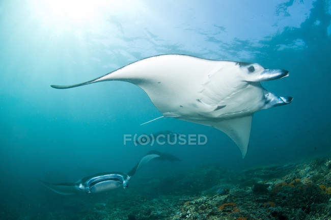 Manta rays in blue water near Komodo — Stock Photo