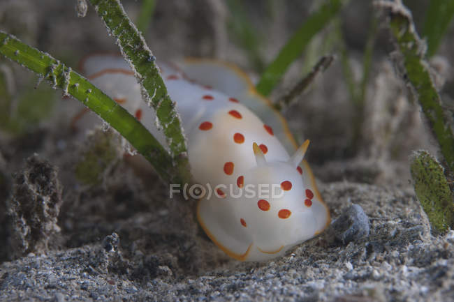 Gymnodoris ceylonica nudibranch — Stock Photo