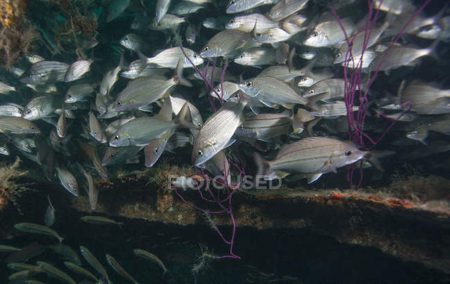 Large flock of Tomtate in small space — Stock Photo