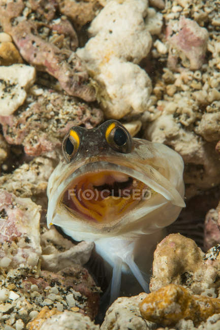 Jawfish ouro-especificações no buraco — Fotografia de Stock
