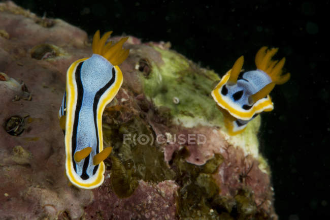 Chromodoris annae Nacktschnecken kriechen auf Korallen — Stockfoto