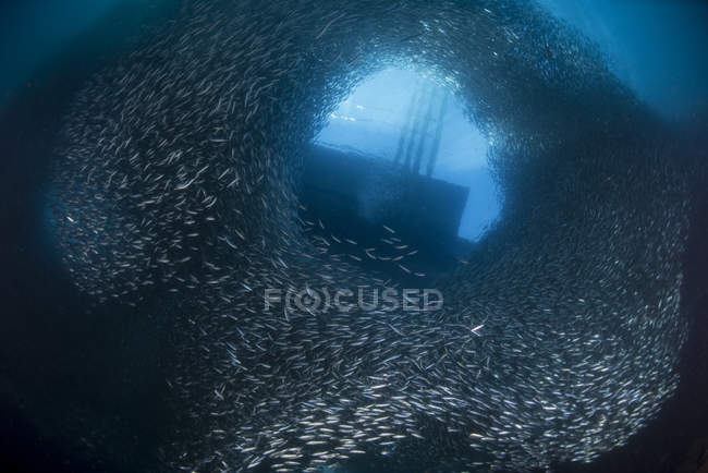 Un enorme gregge di milioni di sardine — Foto stock