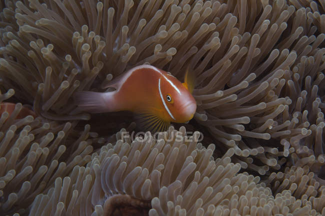 Peixes-palhaço nadando perto de anêmona hospedeira — Fotografia de Stock