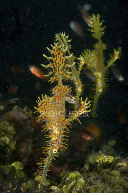 Harlequin ghost pipefish — Stock Photo