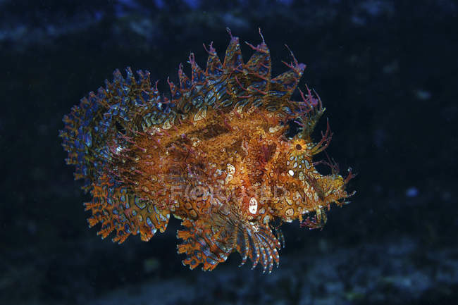Помаранчева скорпіонна риба, що плаває у темній воді — стокове фото