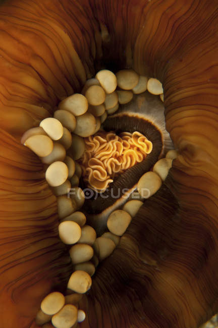 Yellow and orange anemone mouth — Stock Photo