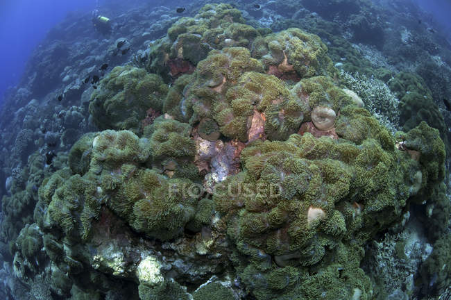 Зелені анемони на рифі — стокове фото