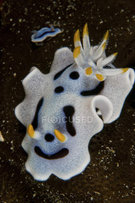 Chromodoris dianae lumaca di mare — Foto stock