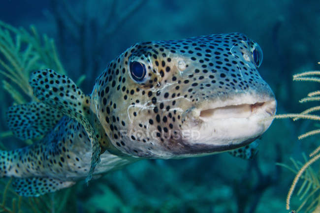 Pufferfish nadando para câmera — Fotografia de Stock