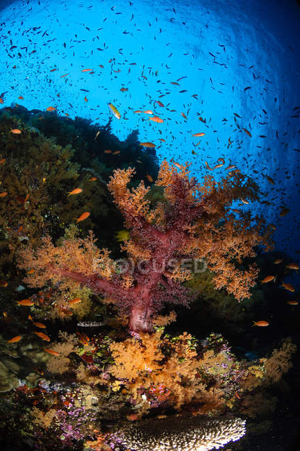 Paysage marin corail doux — Photo de stock