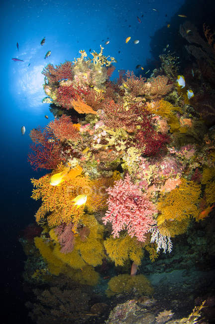 Paysage marin de récif corallien coloré — Photo de stock