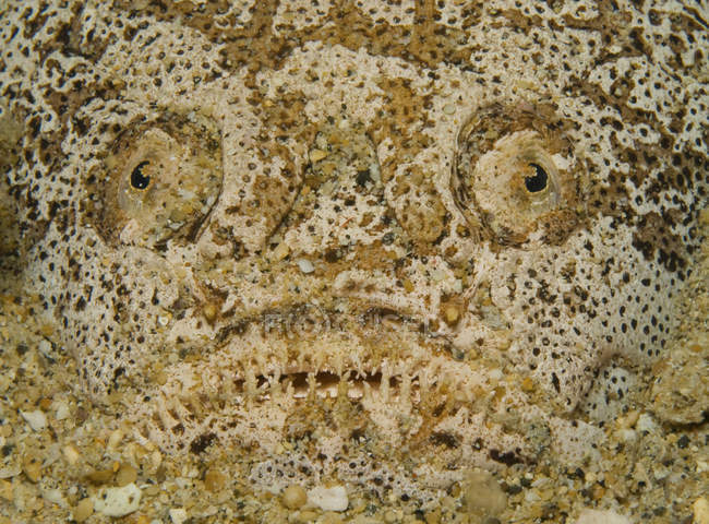 Stargazer fish closeup shot — Stock Photo