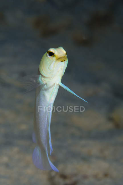 Yellowhead jawfish поблизу Беліз — стокове фото