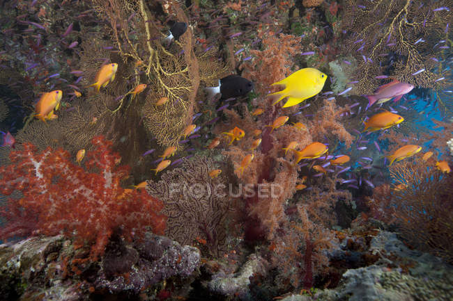 Schooling scalefin anthias fish — Stock Photo