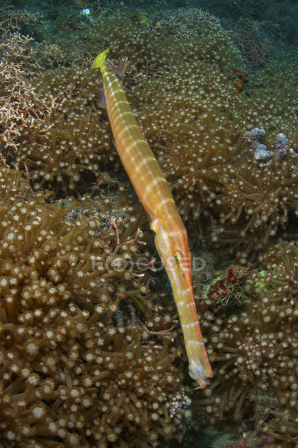 Trumpet fish closeup shot — Stock Photo