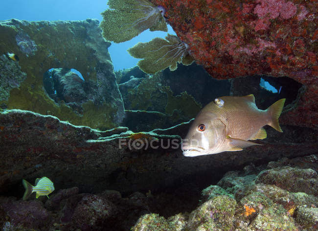 Gray Snapper swimming in wreckage — Stock Photo