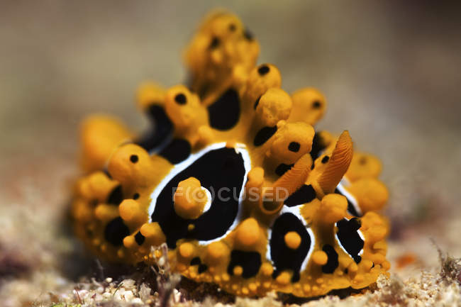 Nudibranch alimentando-se de algas — Fotografia de Stock