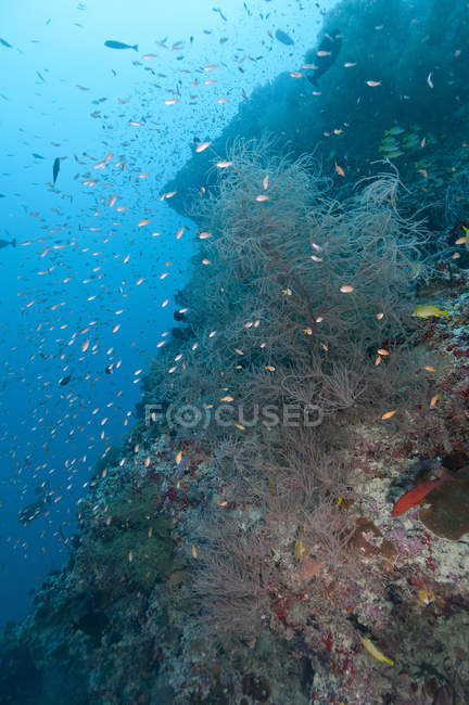 Arrecife colorido con corales y peces - foto de stock