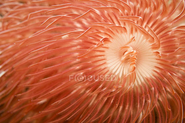 Red christmas tree worm spiral — Stock Photo