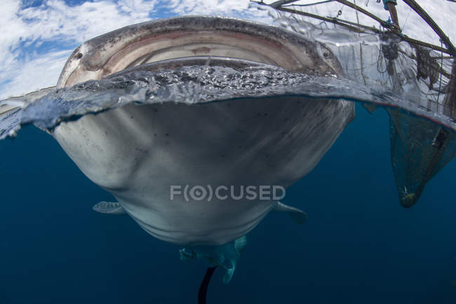 Squalo balena che infrange la superficie dell'acqua — Foto stock