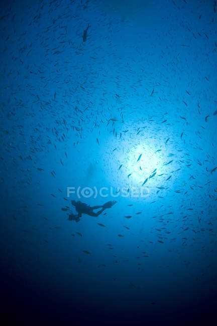 Дайвер и стадо рыб в голубой воде — стоковое фото
