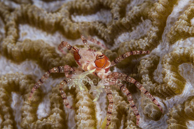 Boxing crab on coral in Raja Ampat — Stock Photo