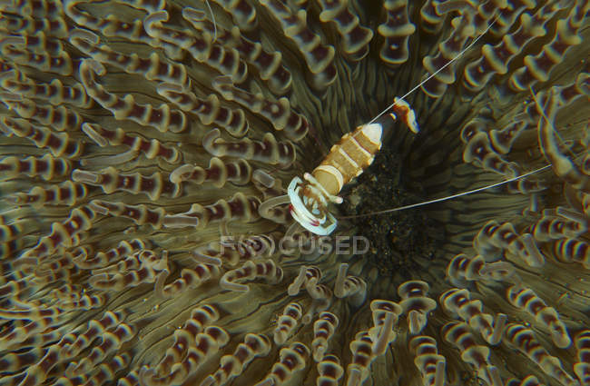 Комменсальная креветка на коричневом анемоне — стоковое фото