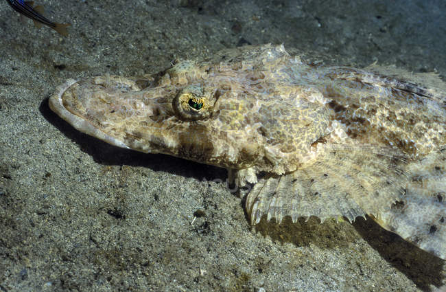 Peixe-crocodilo que põe no fundo do mar arenoso — Fotografia de Stock