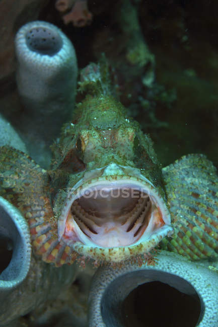 Green grouper with opened mouth — Stock Photo