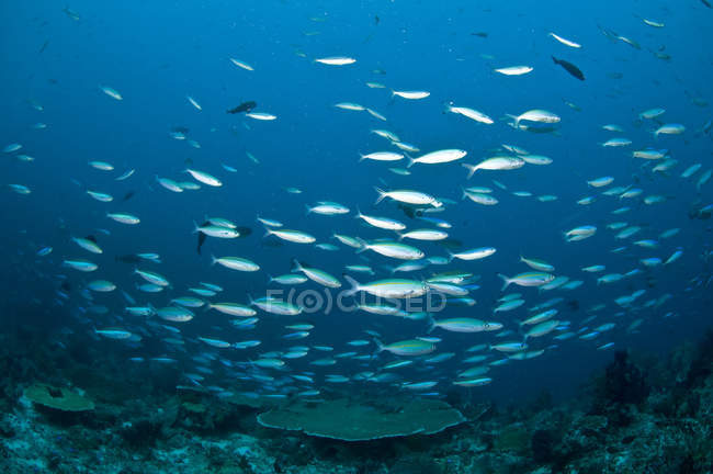 Escuela de peces fusileros en agua azul - foto de stock