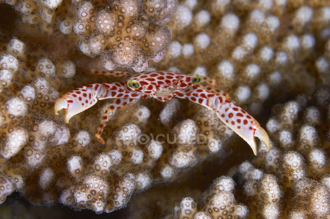 Crabe blanc avec des taches rouges — Photo de stock