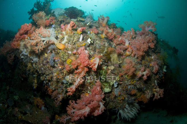 Riffszene mit Korallen und gelben Seelilien — Stockfoto