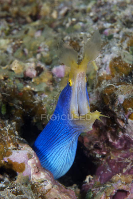 Anguila de cinta azul con boca abierta - foto de stock