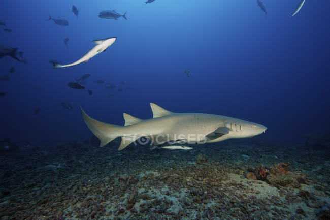 Swimming tawny nurse shark — Stock Photo