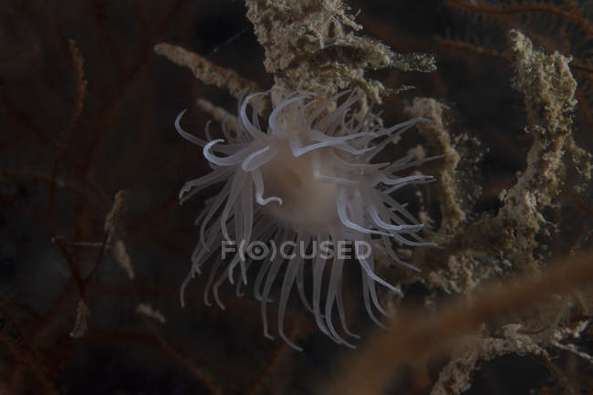 Cup coral polyps under ledge — Stock Photo