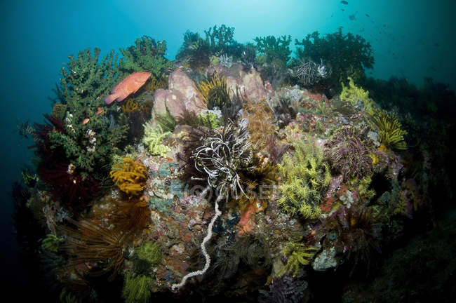 Scena colorata della barriera corallina con cernia rossa — Foto stock
