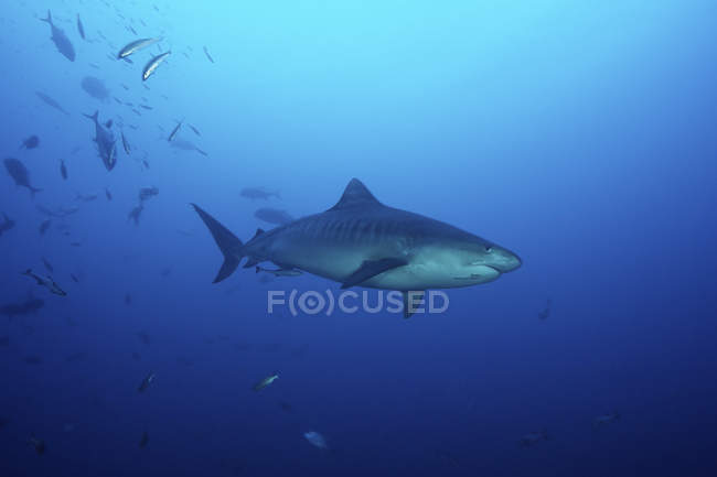 Тигрова акула плаває з рибою-приманкою — стокове фото