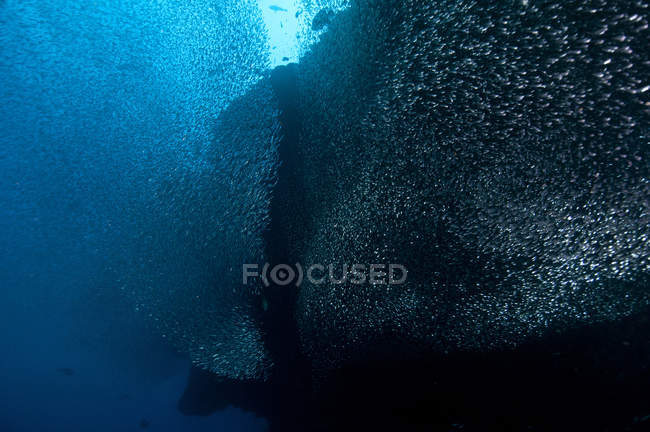 Косяк стеклянной рыбы — стоковое фото