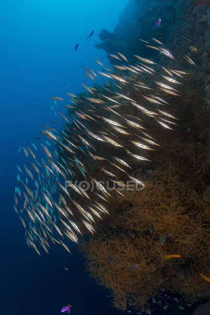 Große Schwärme von Rasierfischen — Stockfoto