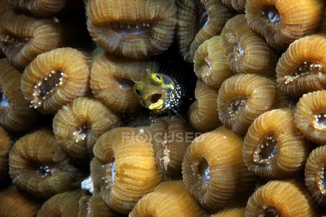 Segretario Blenny in corallo duro — Foto stock