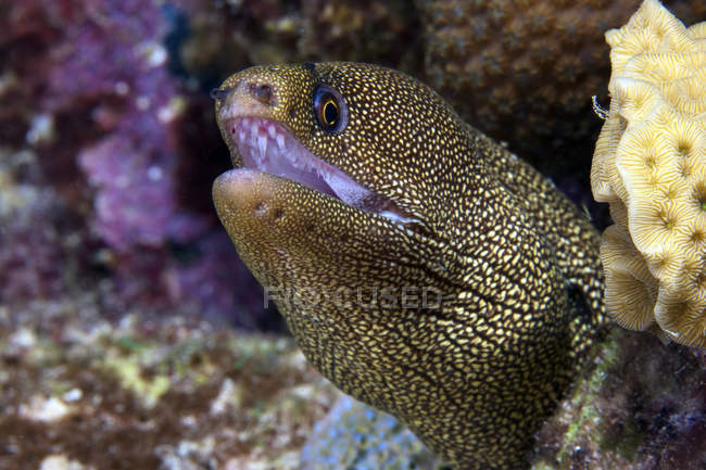 Anguille dorée — Photo de stock