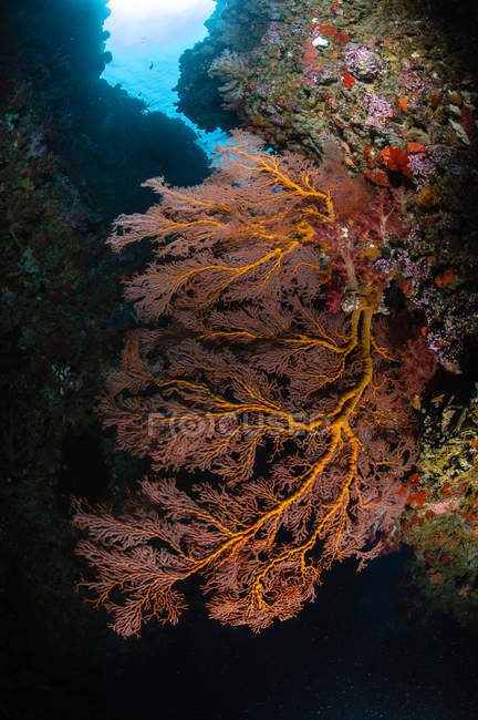 Eventails de mer et corail doux — Photo de stock