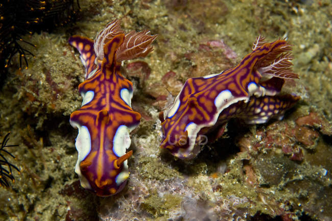Coppia di miamira magnifica nudibranchs — Foto stock
