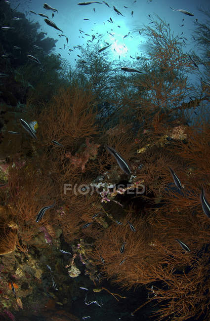 Condenar blennies em arbusto de coral — Fotografia de Stock