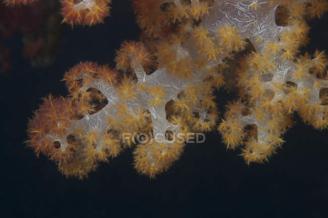 Tree coral on Fijian reef — Stock Photo