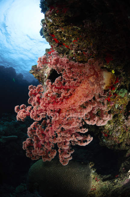Corail rouge tendre sur le récif — Photo de stock