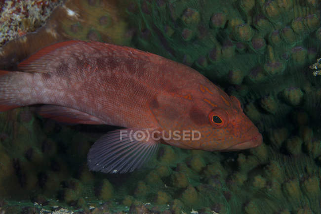 Small grouper in Beqa Lagoon — Stock Photo